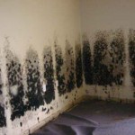 Mold-Removal-Mountain-View